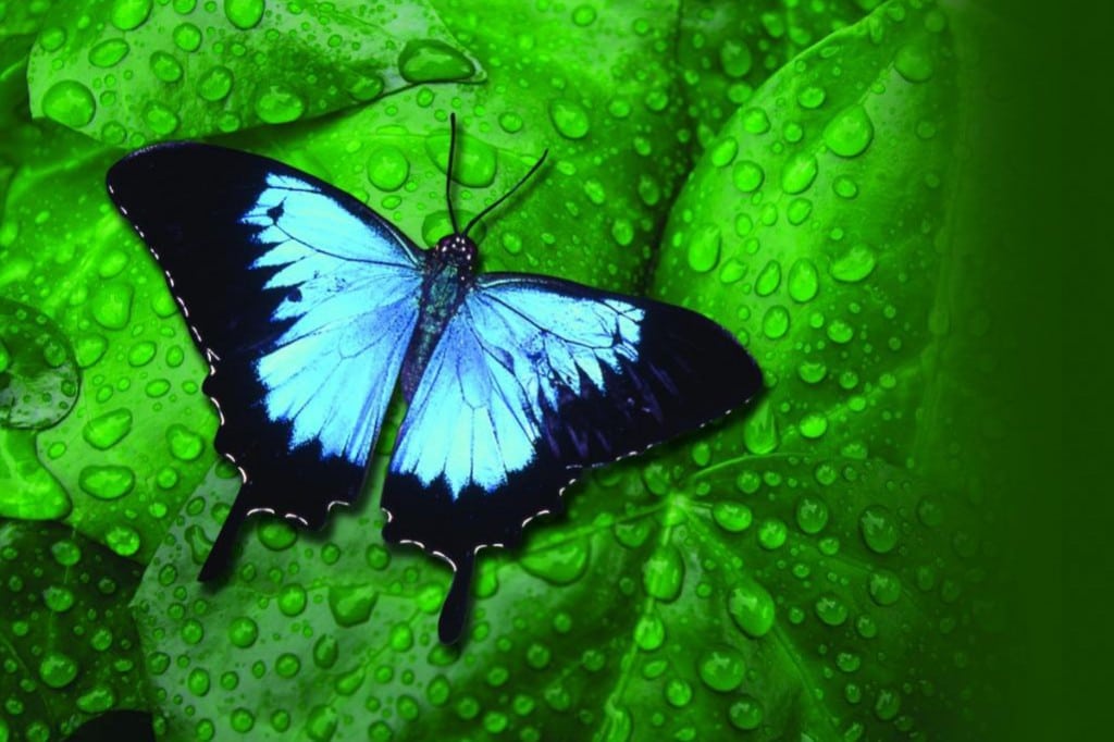 Butterfly Conservatory